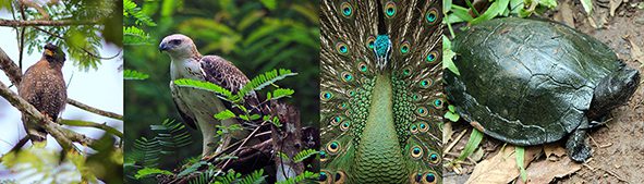 Cikananga Wildlife Center Cikepuh Release Program