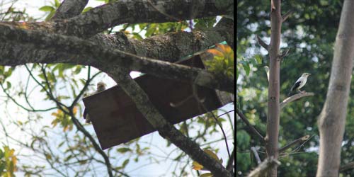 In the first day, a Black-winged starling checking the nest in the box number 14 (left); and another one perching on the tree in the back of nestbox 14