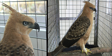 Telsi, Javan-hawk eagle now residing the Cikananga clinic to have a healthy check before placed to rehabilitation area