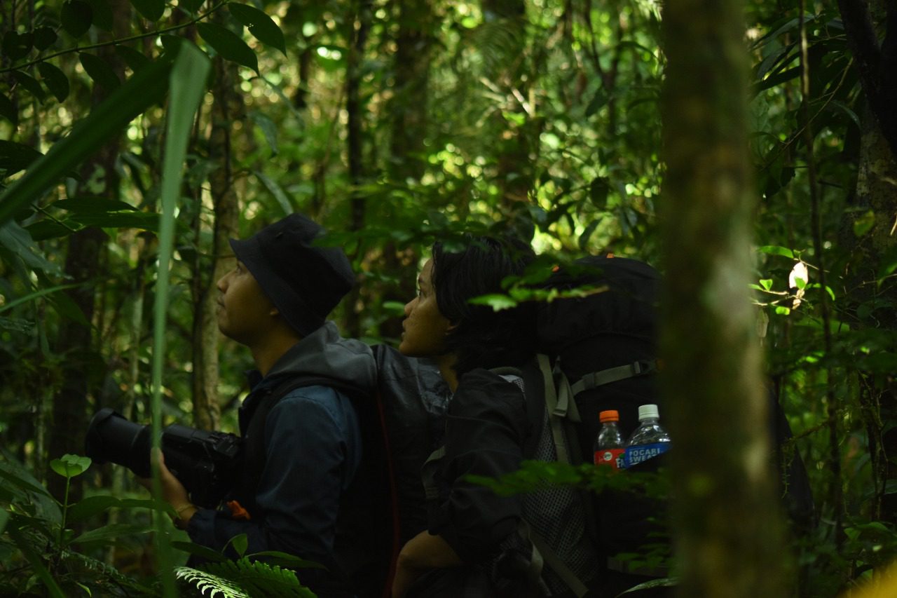 Javan Green Magpie - Cikananga Wildlife Center